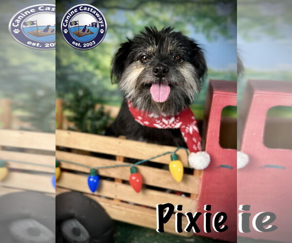 Medium Photo #4 Havanese-Unknown Mix Puppy For Sale in Arcadia, FL, USA