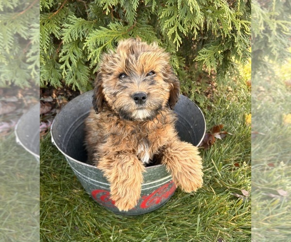 Medium Photo #4 Mini Whoodle (Wheaten Terrier/Miniature Poodle) Puppy For Sale in MIDDLEBURY, IN, USA