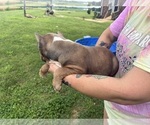 Small #13 American Bully