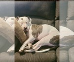 Small #3 American Pit Bull Terrier Mix