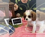 Small #3 Cavalier King Charles Spaniel