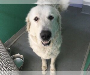 Great Pyrenees-Unknown Mix Dogs for adoption in Visalia, CA, USA