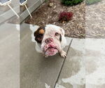 Small #4 Bulldog Mix