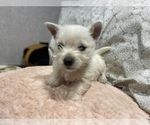 Small #15 West Highland White Terrier
