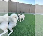 Small Photo #10 Shiba Inu Puppy For Sale in LAVEEN, AZ, USA