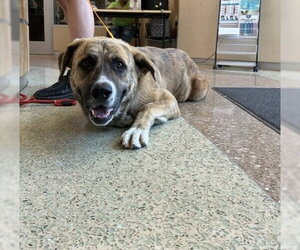Mastiff-Unknown Mix Dogs for adoption in Riverside, CA, USA
