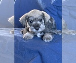 Small Photo #4 Schnauzer (Miniature) Puppy For Sale in FOWLER, CO, USA