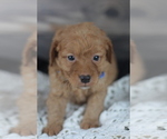 Small Photo #10 Goldendoodle (Miniature) Puppy For Sale in CRESTON, OH, USA