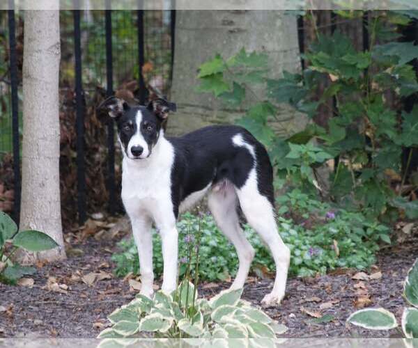Medium Photo #3 Border Collie Puppy For Sale in Highland, IL, USA
