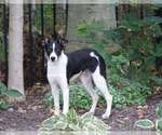 Small Photo #3 Border Collie Puppy For Sale in Highland, IL, USA