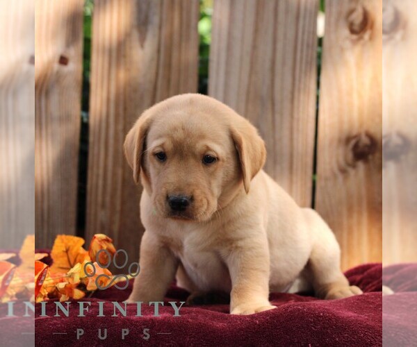 Medium Photo #1 Labrador Retriever Puppy For Sale in SHIPPENSBURG, PA, USA