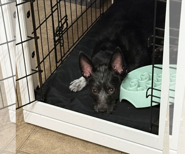 Medium Photo #3 Mutt Puppy For Sale in Brooklyn Center, MN, USA