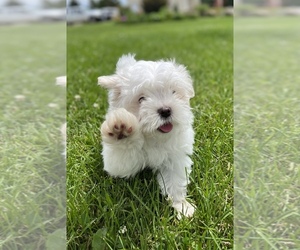 Maltese Puppy for sale in FARIBAULT, MN, USA