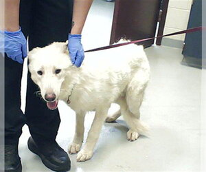 German Shepherd Dog-Unknown Mix Dogs for adoption in Fayetteville, NC, USA