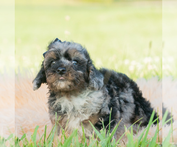Medium Photo #3 Poodle (Miniature) Puppy For Sale in WARSAW, IN, USA