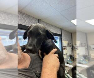Labrador Retriever Dogs for adoption in Sugar Land, TX, USA