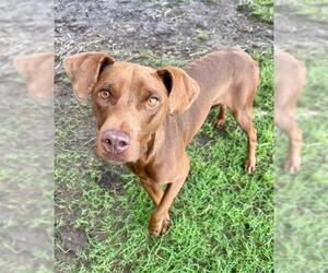 Labrador Retriever-Unknown Mix Dogs for adoption in Tulsa, OK, USA