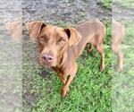 Small Labrador Retriever Mix