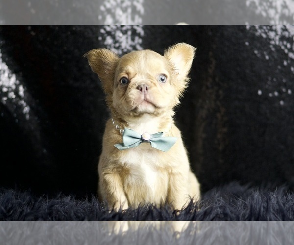 Medium Photo #77 French Bulldog Puppy For Sale in WARSAW, IN, USA