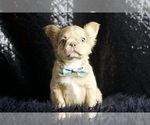Small Photo #77 French Bulldog Puppy For Sale in WARSAW, IN, USA