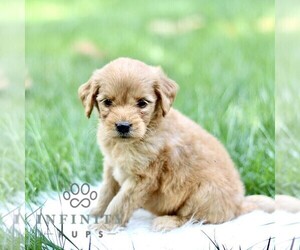 Goldendoodle Puppy for sale in NEW HOLLAND, PA, USA