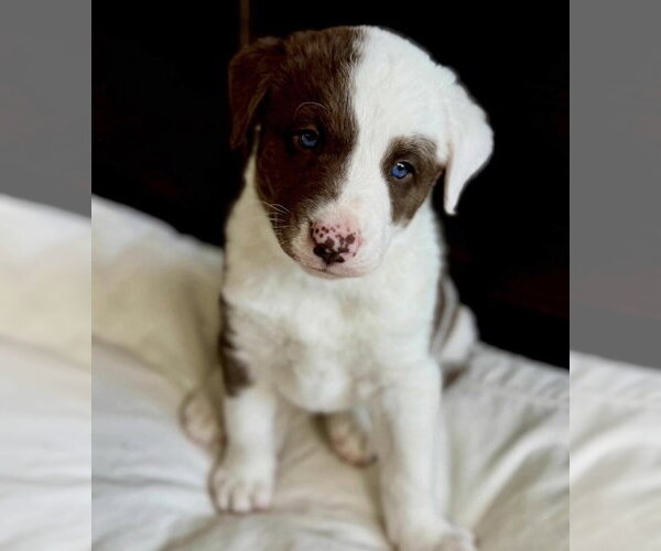 Medium Photo #4 Great Pyrenees-Unknown Mix Puppy For Sale in Dana Point, CA, USA