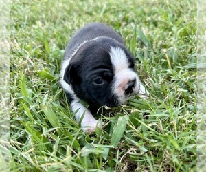 Boston Terrier Puppy for sale in GARFIELD, AR, USA