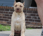 Puppy Cyan Collar American Bully