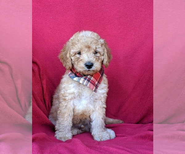 Medium Photo #2 Labradoodle Puppy For Sale in WILLOW STREET, PA, USA