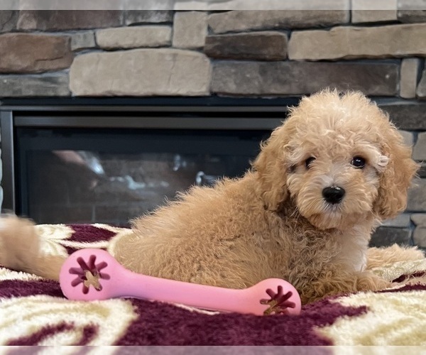 Medium Photo #4 Goldendoodle Puppy For Sale in NOBLESVILLE, IN, USA