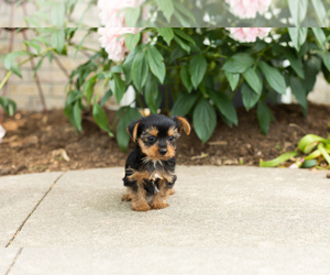 Yorkshire Terrier Puppy for sale in NAPPANEE, IN, USA