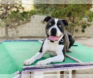 American Bulldog-Unknown Mix Dogs for adoption in Seal Beach, CA, USA