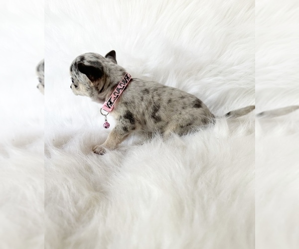 Medium Photo #7 Chihuahua Puppy For Sale in SACRAMENTO, CA, USA