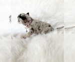 Small #6 Chihuahua