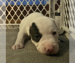 Medium American Pit Bull Terrier