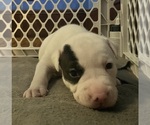 Puppy Puppy 1 American Pit Bull Terrier