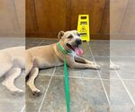 Small American Pit Bull Terrier