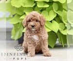Small #3 Poodle (Miniature)