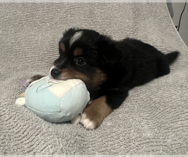 Medium Photo #45 Miniature Australian Shepherd Puppy For Sale in QUINCY, CA, USA