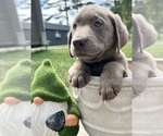 Image preview for Ad Listing. Nickname: AKC Ready to Go