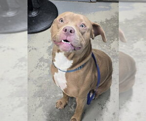 American Staffordshire Terrier Dogs for adoption in Tallahassee, FL, USA