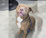 Small American Staffordshire Terrier