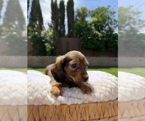 Medium Photo #8 Dachshund Puppy For Sale in NORTH HIGHLANDS, CA, USA