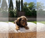 Small Photo #8 Dachshund Puppy For Sale in NORTH HIGHLANDS, CA, USA