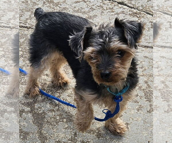 Medium Photo #9 Mutt Puppy For Sale in Arlington, VA, USA