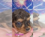 Small #4 Australian Shepherd-Poodle (Toy) Mix