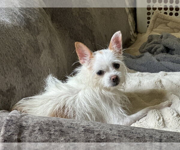 Medium Photo #16 Mutt Puppy For Sale in Mundelein, IL, USA