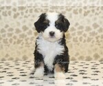 Small #2 Miniature Bernedoodle