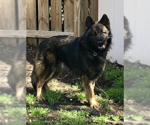 Medium Photo #2 German Shepherd Dog Puppy For Sale in Rocky Point, NC, USA