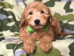 Goldendoodle Puppy for sale in QUARRYVILLE, PA, USA